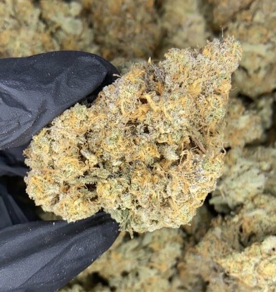 Bacio Gelato Weed Strain