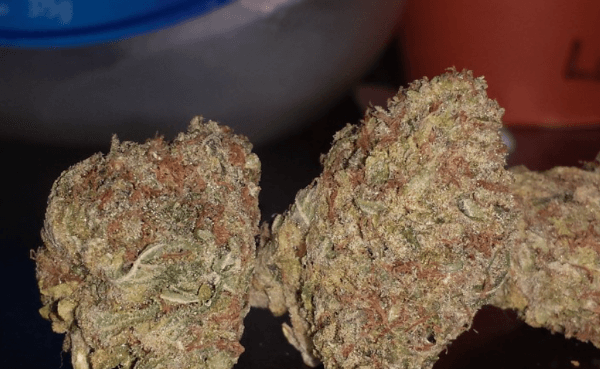 Super Silver Haze Marijuana Strain