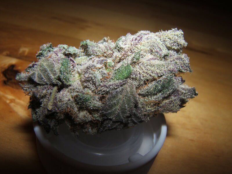 Oldtimer’s Haze Marijuana Strain