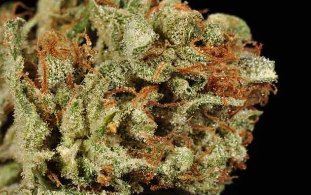 Juicy Wreck Cannabis Strain