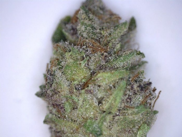 BF Blue Cheese Cannabis Strain