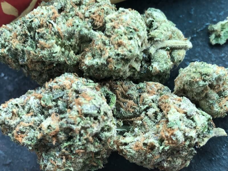 Bacio Gelato Marijuana Strain