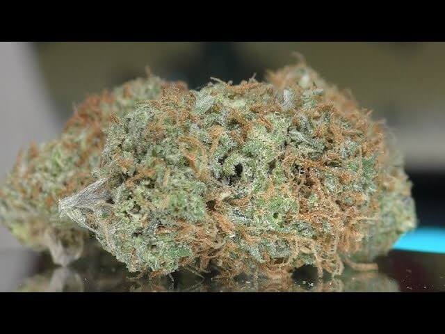 Canguro de Oaxaca Weed Strain