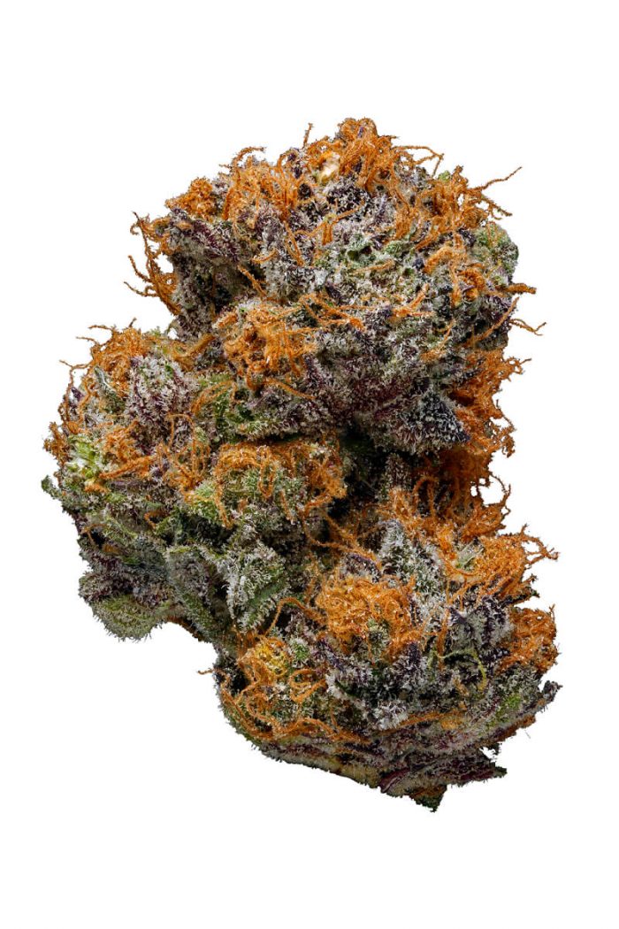 G-13 Purple Haze Marijuana Strain