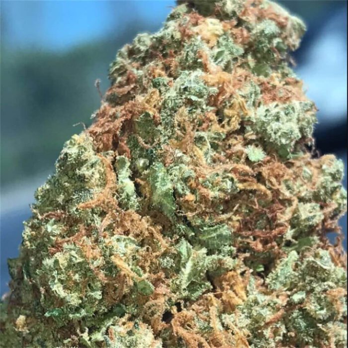 Tangerine Dream Cannabis Strain