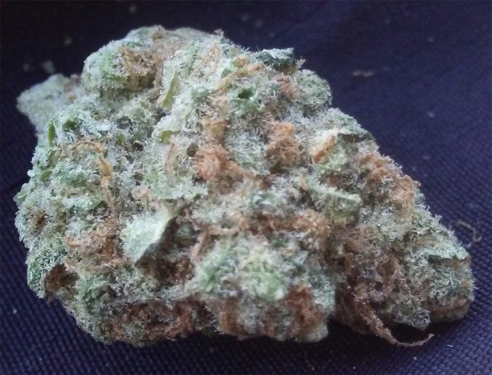 Critical Sensi Star Strain