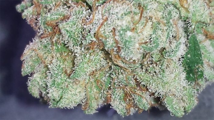 Pure Kush Marijuana Strain UK