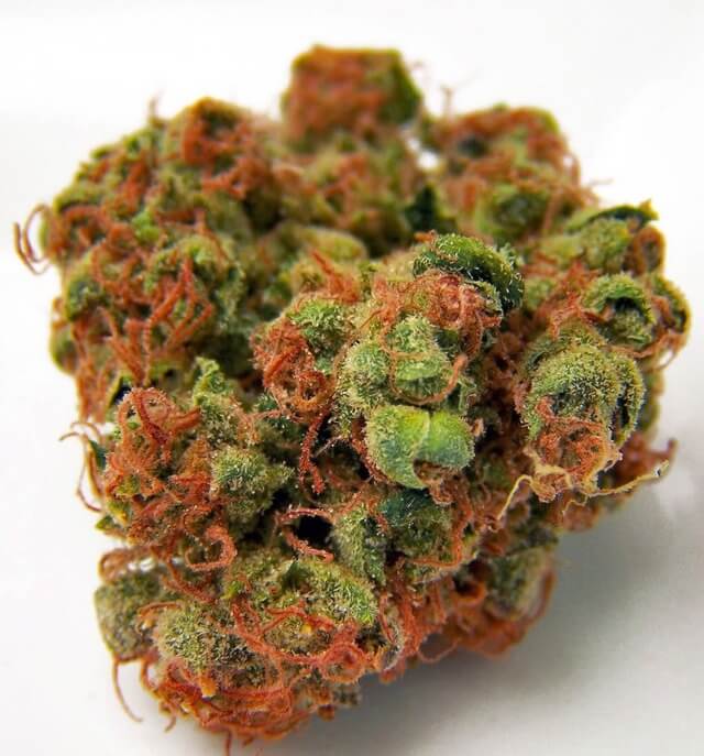 Panama Red Cannabis Strain UK