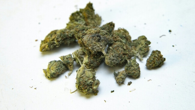 Zamal Marijuana Strain