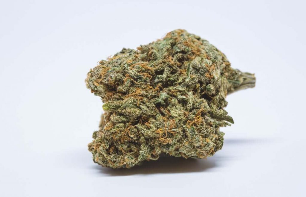 Cheese Marijuana Strain UK